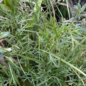 Haloragis heterophylla at Jerrabomberra, NSW - 13 Jun 2022