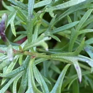 Haloragis heterophylla at Jerrabomberra, NSW - 13 Jun 2022