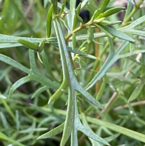 Haloragis heterophylla at Jerrabomberra, NSW - 13 Jun 2022