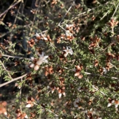 Cryptandra speciosa subsp. speciosa (Silky Cryptandra) at Jerrabomberra, NSW - 13 Jun 2022 by SteveBorkowskis