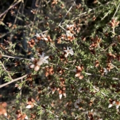 Cryptandra speciosa subsp. speciosa (Silky Cryptandra) at QPRC LGA - 13 Jun 2022 by Steve_Bok