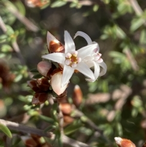Cryptandra speciosa subsp. speciosa at Jerrabomberra, NSW - 13 Jun 2022