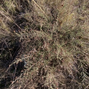 Cryptandra speciosa subsp. speciosa at Jerrabomberra, NSW - 13 Jun 2022