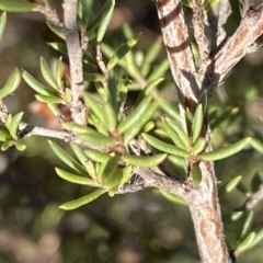 Cryptandra speciosa subsp. speciosa at Jerrabomberra, NSW - 13 Jun 2022