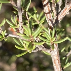 Cryptandra speciosa subsp. speciosa at Jerrabomberra, NSW - 13 Jun 2022