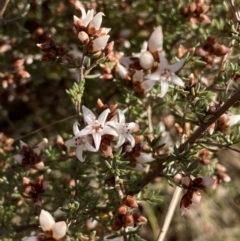 Cryptandra speciosa subsp. speciosa at Jerrabomberra, NSW - 13 Jun 2022