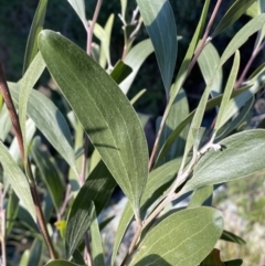 Acacia melanoxylon at Jerrabomberra, NSW - 13 Jun 2022