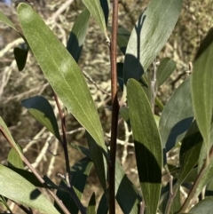 Acacia melanoxylon at Jerrabomberra, NSW - 13 Jun 2022