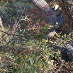 Nandina domestica (Sacred Bamboo) at QPRC LGA - 13 Jun 2022 by Steve_Bok