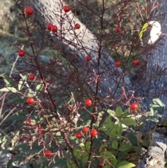 Nandina domestica at Jerrabomberra, NSW - 13 Jun 2022 02:55 PM