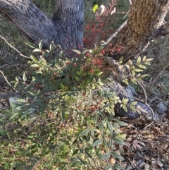 Nandina domestica at Jerrabomberra, NSW - 13 Jun 2022