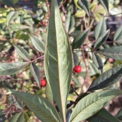 Nandina domestica at Jerrabomberra, NSW - 13 Jun 2022 02:55 PM