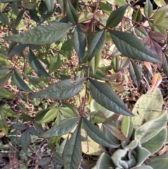 Nandina domestica at Jerrabomberra, NSW - 13 Jun 2022