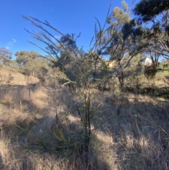 Acacia pravissima (Wedge-leaved Wattle, Ovens Wattle) at Jerrabomberra, NSW - 13 Jun 2022 by Steve_Bok