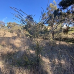 Acacia pravissima (Wedge-leaved Wattle, Ovens Wattle) at Jerrabomberra, NSW - 13 Jun 2022 by SteveBorkowskis