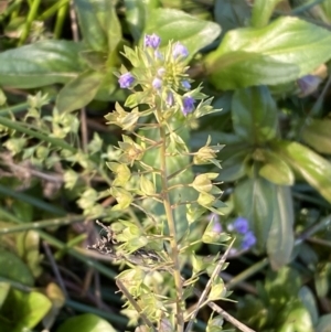 Veronica anagallis-aquatica at Jerrabomberra, NSW - 13 Jun 2022