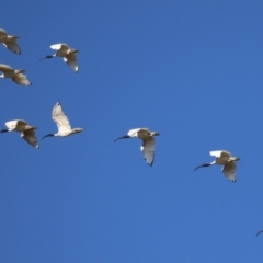 Threskiornis molucca (Australian White Ibis) at Environa, NSW - 12 Jun 2022 by RodDeb