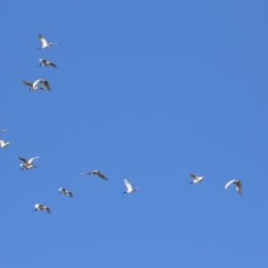 Threskiornis molucca at Environa, NSW - 12 Jun 2022