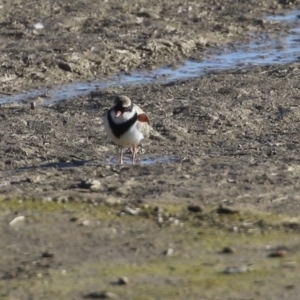 Charadrius melanops at Tralee, NSW - 12 Jun 2022 02:30 PM