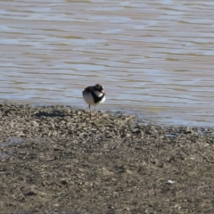 Charadrius melanops at Tralee, NSW - 12 Jun 2022