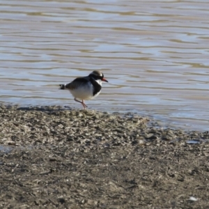 Charadrius melanops at Tralee, NSW - 12 Jun 2022