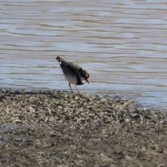 Charadrius melanops at Tralee, NSW - 12 Jun 2022