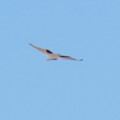 Elanus axillaris (Black-shouldered Kite) at Environa, NSW - 12 Jun 2022 by RodDeb