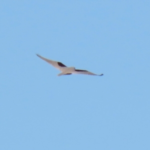 Elanus axillaris at Environa, NSW - 12 Jun 2022