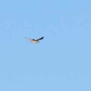 Elanus axillaris at Environa, NSW - 12 Jun 2022