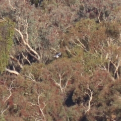 Elanus axillaris at Environa, NSW - 12 Jun 2022 03:47 PM