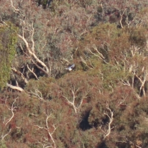 Elanus axillaris at Environa, NSW - 12 Jun 2022