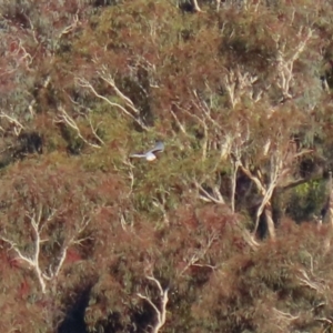 Elanus axillaris at Environa, NSW - 12 Jun 2022