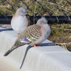 Ocyphaps lophotes (Crested Pigeon) at Tralee, NSW - 12 Jun 2022 by RodDeb