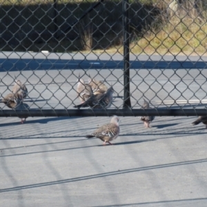 Ocyphaps lophotes at Tralee, NSW - 12 Jun 2022