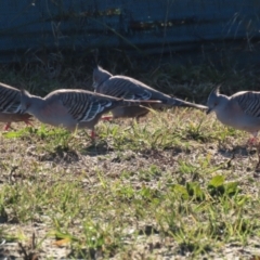 Ocyphaps lophotes at Tralee, NSW - 12 Jun 2022