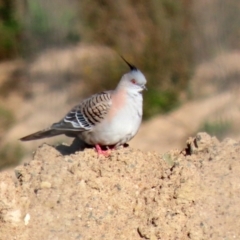 Ocyphaps lophotes at Tralee, NSW - 12 Jun 2022