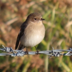 Petroica phoenicea (Flame Robin) at Environa, NSW - 12 Jun 2022 by RodDeb