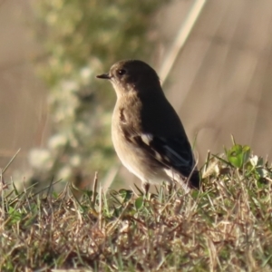 Petroica phoenicea at Environa, NSW - 12 Jun 2022