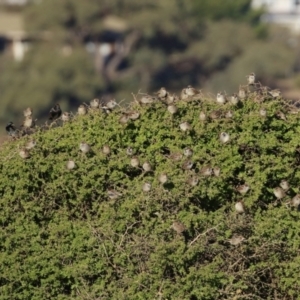 Passer domesticus at Environa, NSW - 12 Jun 2022