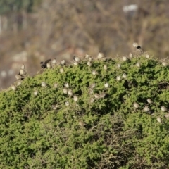 Passer domesticus at Environa, NSW - 12 Jun 2022