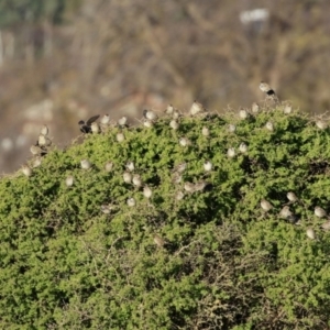 Passer domesticus at Environa, NSW - 12 Jun 2022