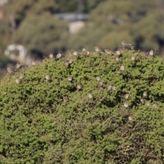 Passer domesticus at Environa, NSW - 12 Jun 2022