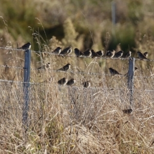 Passer domesticus at Environa, NSW - 12 Jun 2022