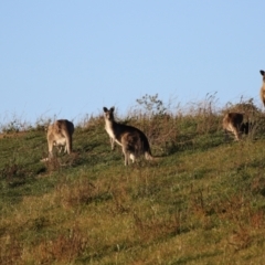 Macropus giganteus (Eastern Grey Kangaroo) at QPRC LGA - 12 Jun 2022 by RodDeb