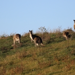 Macropus giganteus at Jerrabomberra, NSW - 12 Jun 2022 03:56 PM