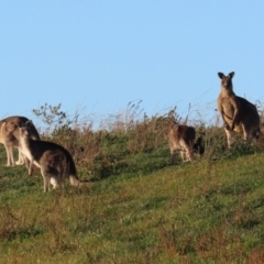 Macropus giganteus at Jerrabomberra, NSW - 12 Jun 2022 03:56 PM