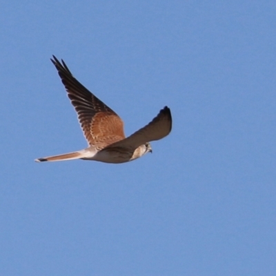 Falco cenchroides (Nankeen Kestrel) at QPRC LGA - 12 Jun 2022 by RodDeb