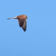 Falco cenchroides at Environa, NSW - 12 Jun 2022