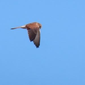 Falco cenchroides at Environa, NSW - 12 Jun 2022