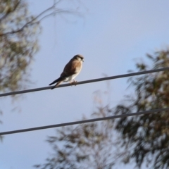 Falco cenchroides at Environa, NSW - 12 Jun 2022